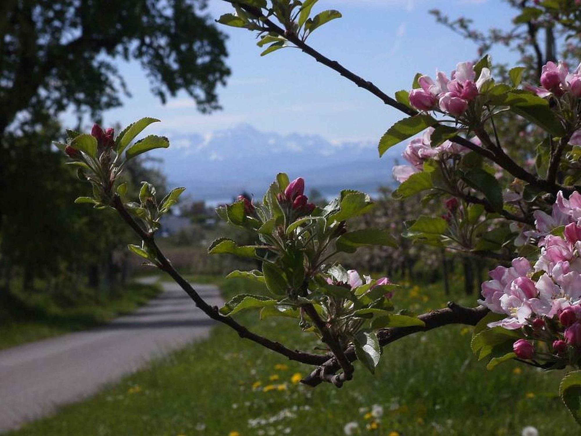 Appartement Haus Alpenblick à Immenstaad am Bodensee Extérieur photo